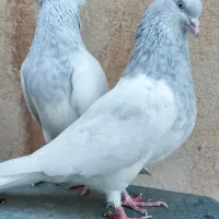 کبوتر کله کاکلی زیبا|پرنده|مشهد, هفده شهریور|دیوار