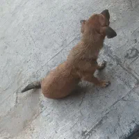 سگ خونگی