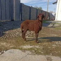 بره نر ،بهترین جنس دار قزل افشار ،خوراک خور بزرگ