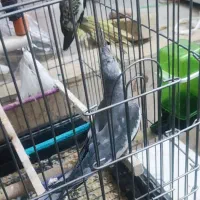 عروس هلندی مولد