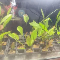 انواع گیاه های آکواریوم پلنت بصورت گلدانی فقط 55|ماهی|مشهد, فاطمیه|دیوار