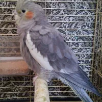 عروس هلندی گمشده