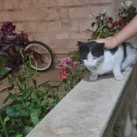 واگذاری رایگان گربه ماده همه واکسن‌ها زاده شده