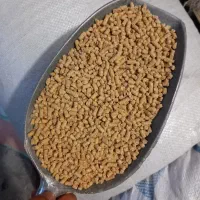 دانه پارس درجه۱