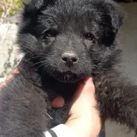 توله ژرمن بلک