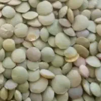 عدس تازه