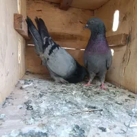 کبوتر