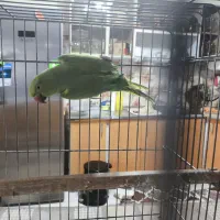 طوطی ملنگو مولد