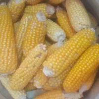 ذرت کوردی
