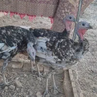 بوقلمون