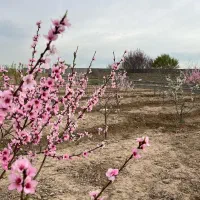 باغ و زمین کد۳۱۲|فروش زمین و ملک کلنگی|شهریار, رنگرز|دیوار