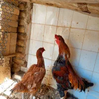 مرغ و خروس لاری