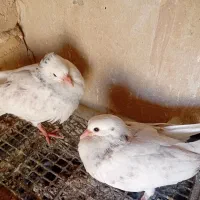 جوجه کفتر تازه دون خور شده