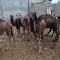 10نفر حاشی شتر