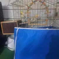 عروس هلندی مولد|پرنده|خمینی‌شهر, |دیوار