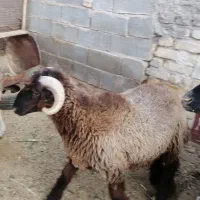 فروش بره قوچ