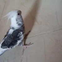 یک جفت عروس هلندی مولد|پرنده|خورموج, |دیوار