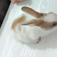 خرگوش