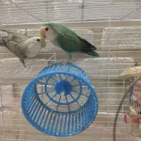 طوطی برزیلی نرو ماده