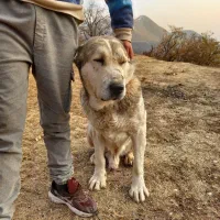 فروشی|سگ|لواسان, |دیوار