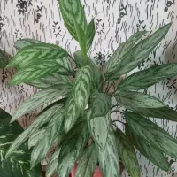 فروش گل خانگی