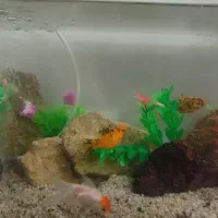 شیشه ماهی  با ماهی. همش بفروش میرسد