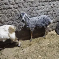 بره ماده|حیوانات مزرعه|زاغه, |دیوار