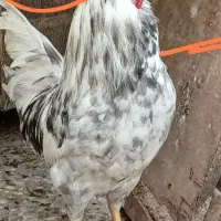 خروس چهل جیل