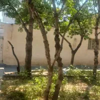 فروش-خانه-حیاط-دار-یک-خواب-بلوار-ارتش-ک-21-شیراز