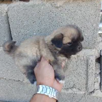 توله پیکینیز|سگ|رباطکریم, رباطکریم|دیوار