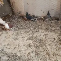 کبوتریا کفتر