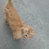 فوری پرشین|گربه|مینودشت, |دیوار