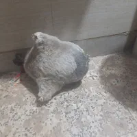 هیزه محلی نونو|ظروف نگهدارنده، پلاستیکی، یک‌بارمصرف|خرم‌آباد, |دیوار