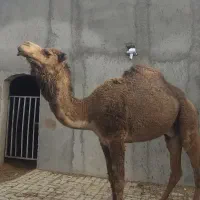 شتر گود نر سرکدار