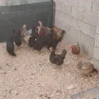 مرغ خروس محلی|حیوانات مزرعه|شیراز, کودیان|دیوار