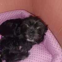 سگ خونگی|سگ|اسلام‌شهر, شهرک قائمیه|دیوار