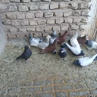 کفتر پریده|پرنده|ماهان, |دیوار