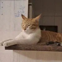 واگذاری گربه|گربه|قزوین, |دیوار