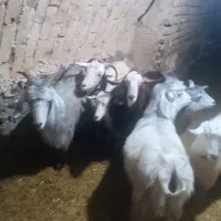 گوسفند|حیوانات مزرعه|قروه, |دیوار