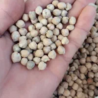 نخود خوراکی|خوردنی و آشامیدنی|قشلاق دشت, |دیوار