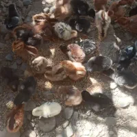 جوجه‌محلی ‌۱۵‌روز‌۸۰تومان