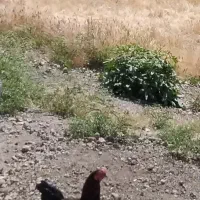 خروس