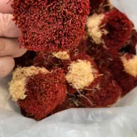 زعفران اصل قائنات با ضمانت کیفیت