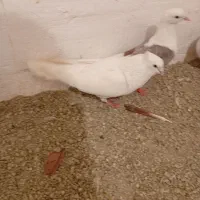 سه عدد کفتر نرم|پرنده|بروجرد, |دیوار