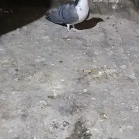 ماده دمگیر|پرنده|برخوار, |دیوار