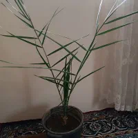 گل طبیعی شاداب و سرحال