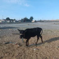 یک راس گوساله ماده