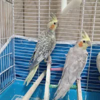 عروس هلندی نروماده