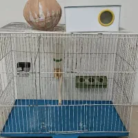 قفس پرنده