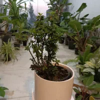 گل شمشاد ابلق و سبز و پایه دار ارسال رایگان + هدیه|گل و گیاه طبیعی|مشهد, رده|دیوار